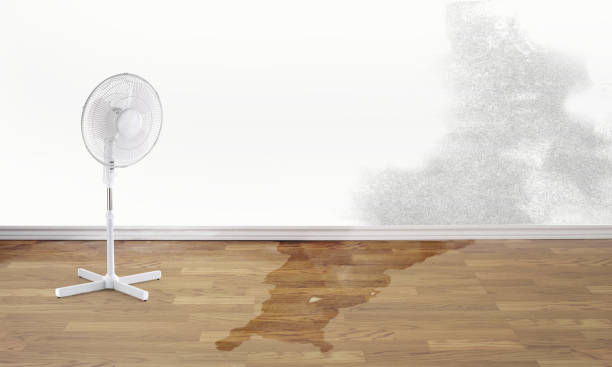 Best 24/7 water damage repair  in Stanton, MI
