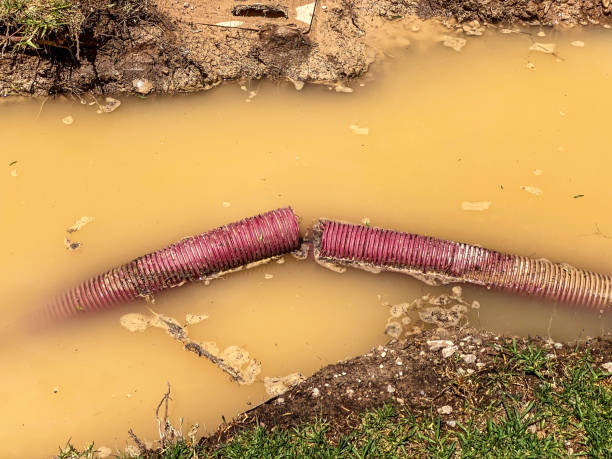 Best Professional water damage repair  in Stanton, MI